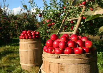 Biodiversità